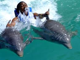 Jamaica swimming with dolphins. https://www.wocdetox.com/summer-5-day-detox.html