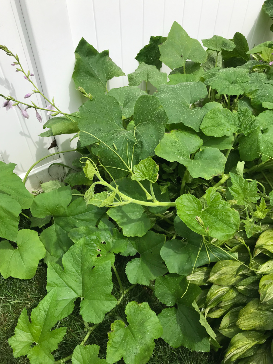 Seasonal eating. Pumpkin or squash plant. https://www.wocdetox.com/seasonal-eating.html